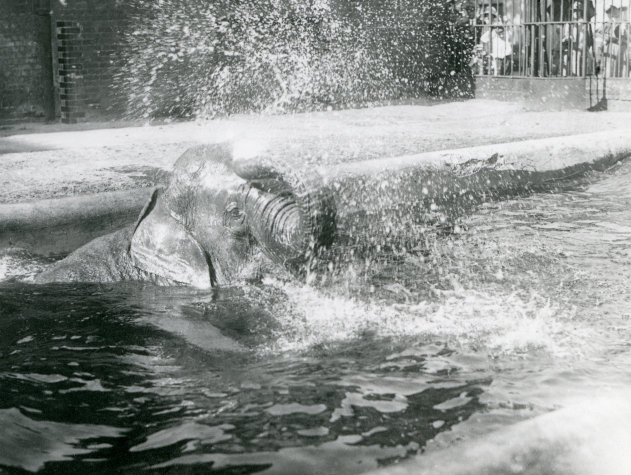 Indiarani baadt in haar zwembad. London Zoo, augustus 1923 door Frederick William Bond