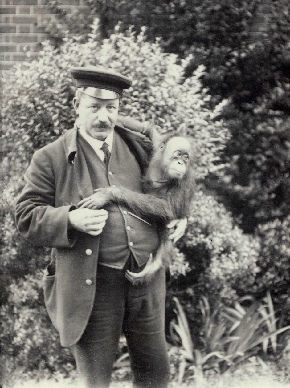 Verzorger Z. Rodwell met jonge Orang-oetan in de Londense Zoo, oktober 1913 door Frederick William Bond