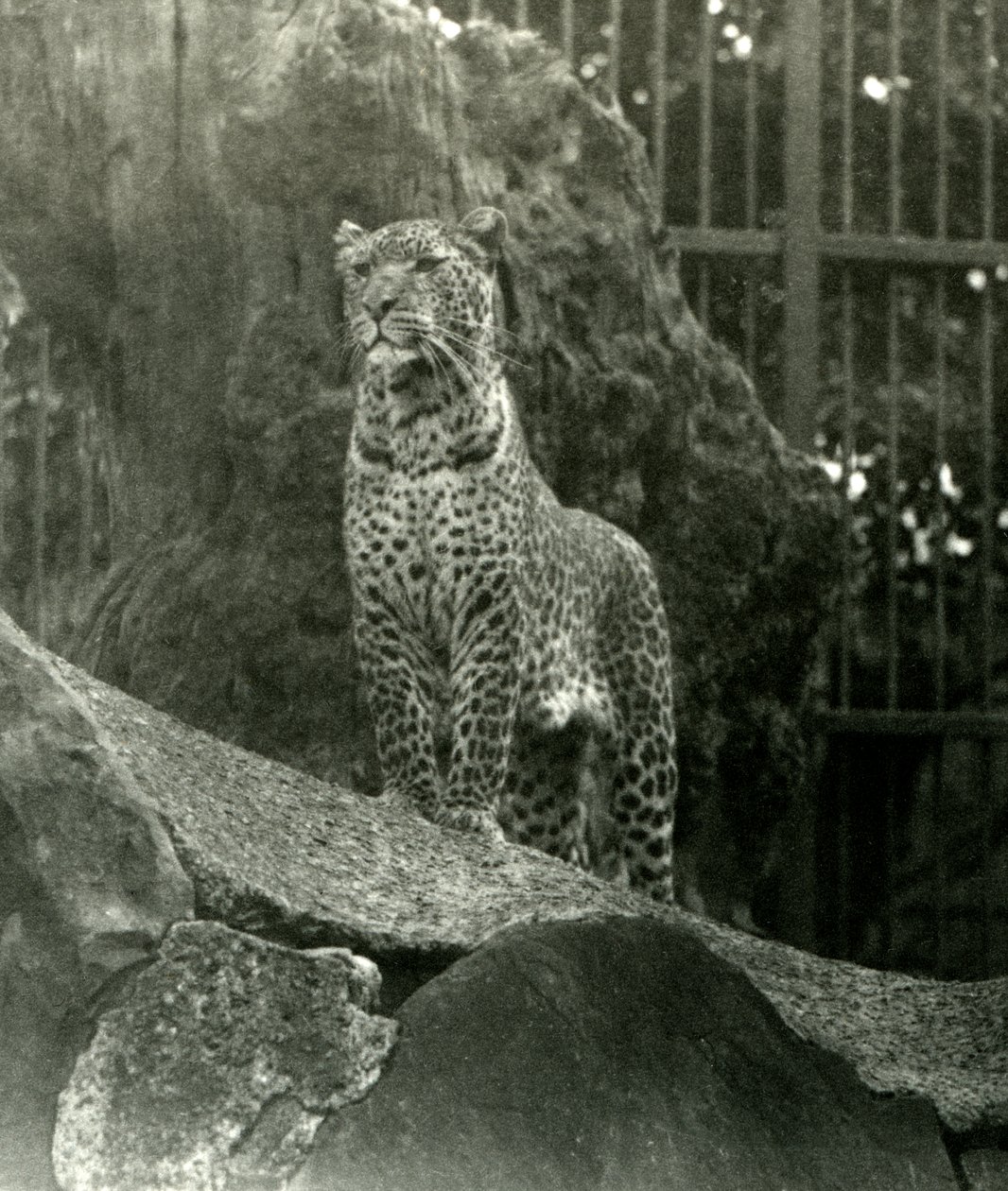 Luipaard Rex staand op rotsen in zijn verblijf in de London Zoo, 1923 door Frederick William Bond
