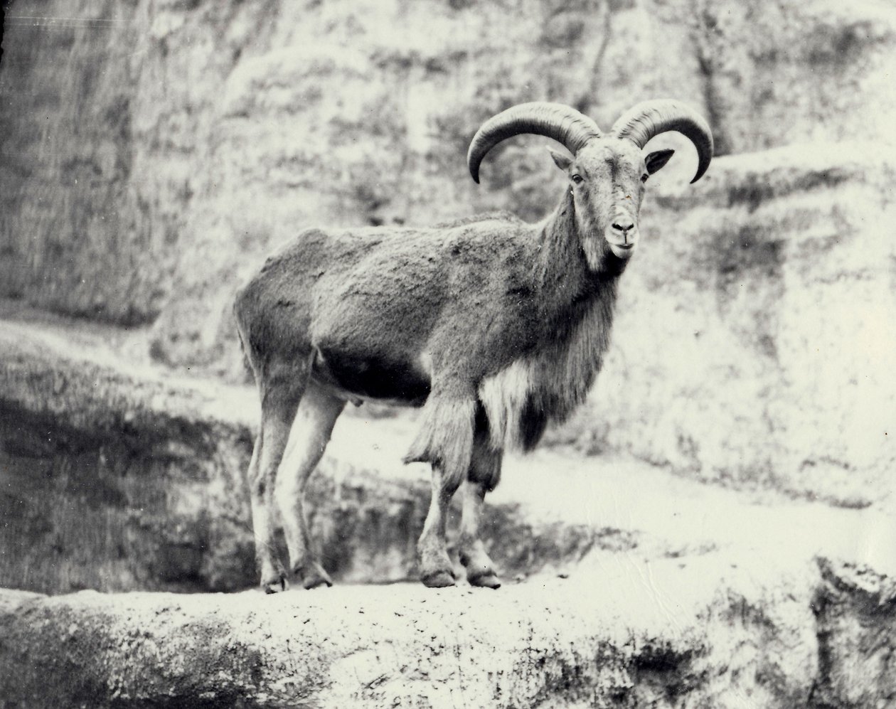 Mannelijke Barbarijse schapen op het Mappin-terras, London Zoo, mei 1915 door Frederick William Bond
