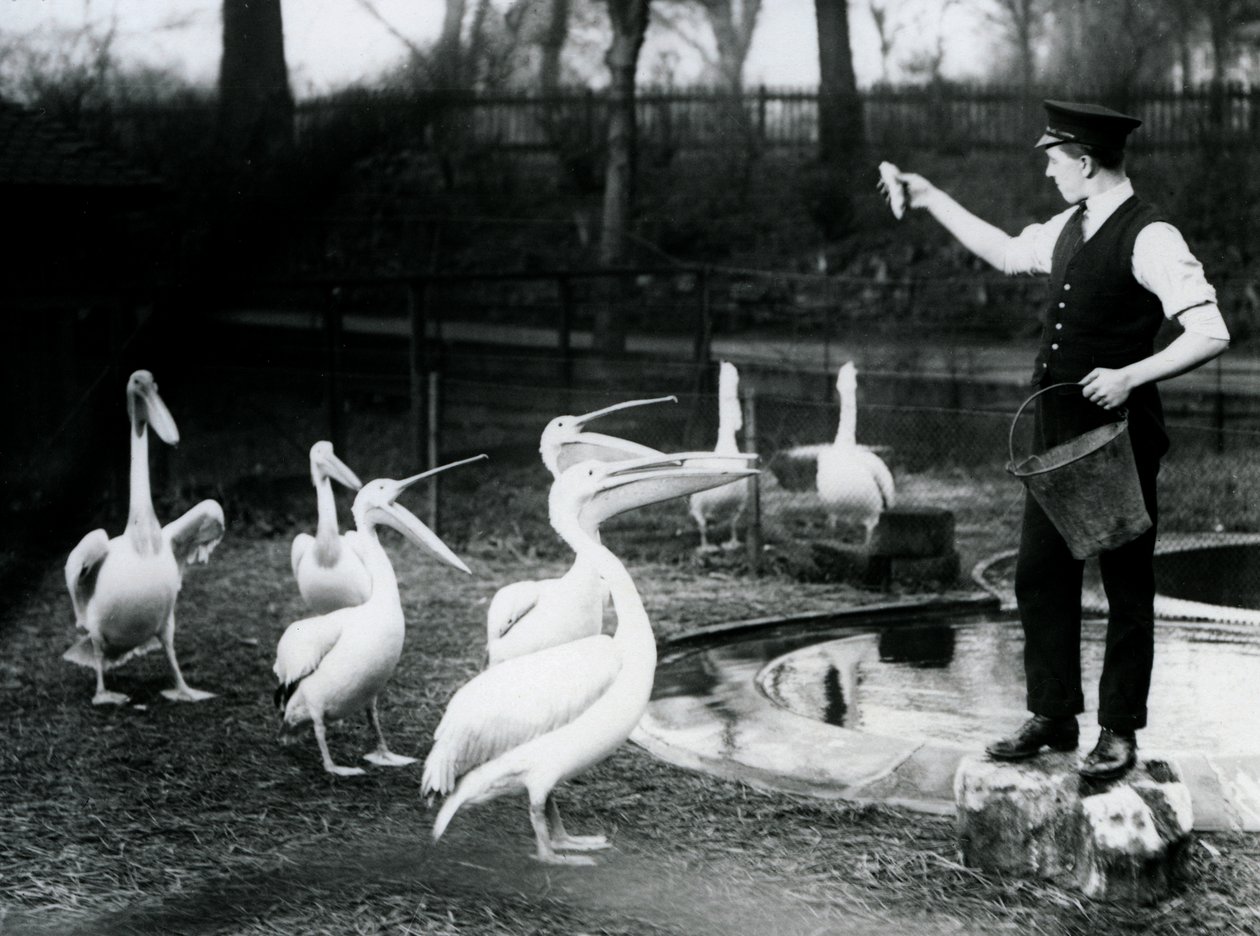 Pelikanen worden gevoerd door hun verzorger aan de rand van het zwembad, London Zoo, december 1922 door Frederick William Bond