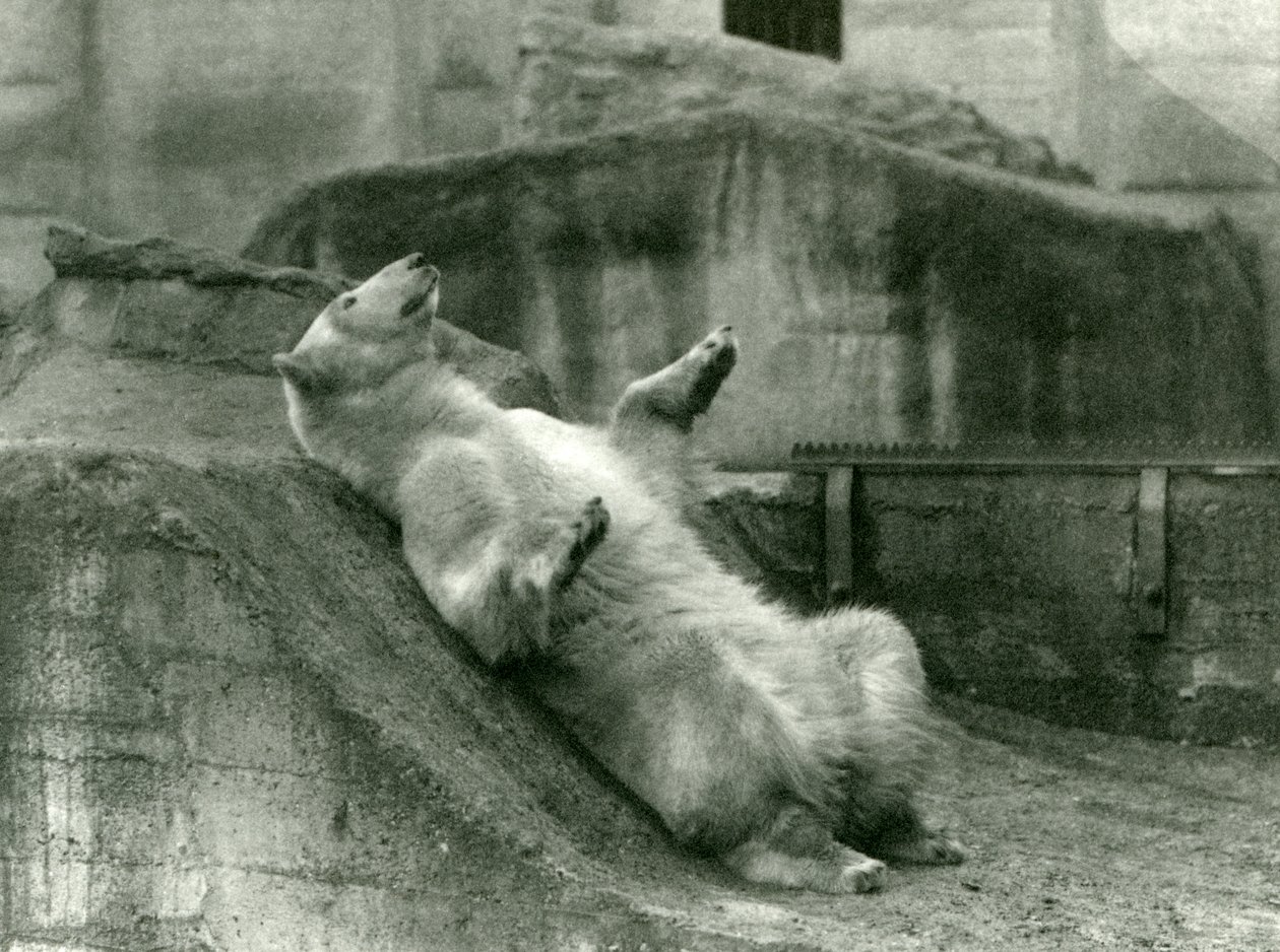 IJsbeer Sam, liggend in zijn verblijf aan de voet van de Mappin Terrassen, London Zoo, 1923 door Frederick William Bond