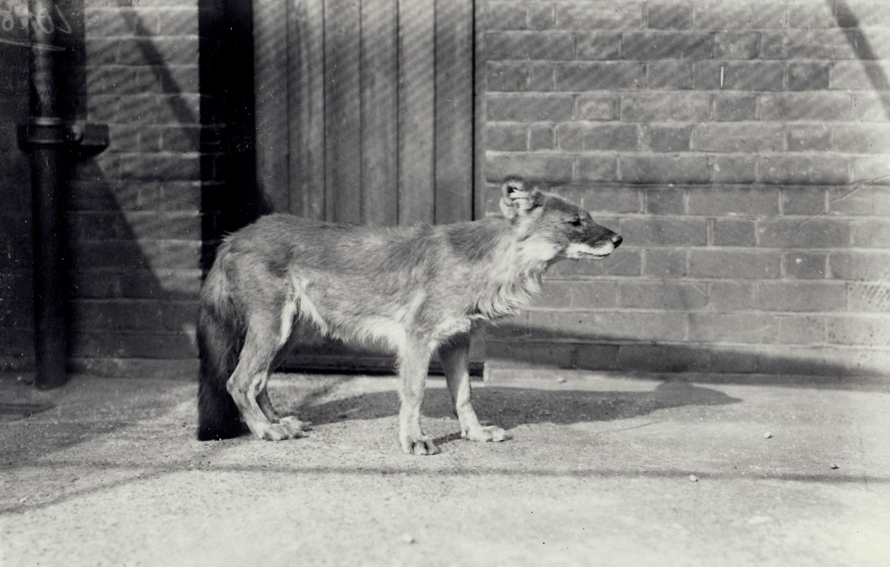 Siberische wilde hond of dhole in de dierentuin van Londen, oktober 1916 door Frederick William Bond