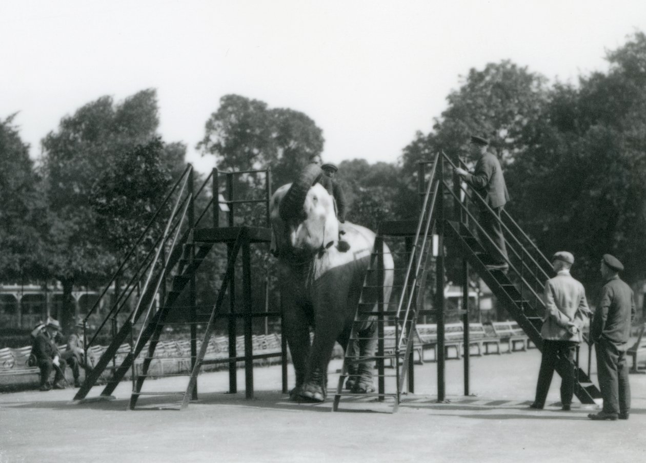 Syed Ali traint Indiarani, terwijl ander personeel en verzorgers toekijken, London Zoo, juni 1922 door Frederick William Bond