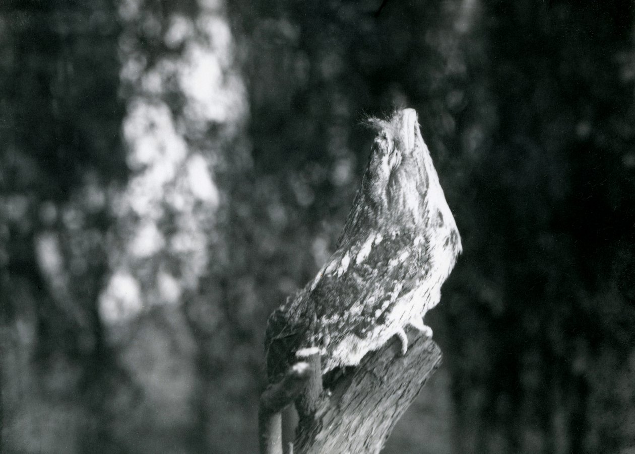 Het cryptische verenkleed en de rusthouding van een Tawny Frogmouth camoufleren het op een tak in de London Zoo, december 1921 door Frederick William Bond