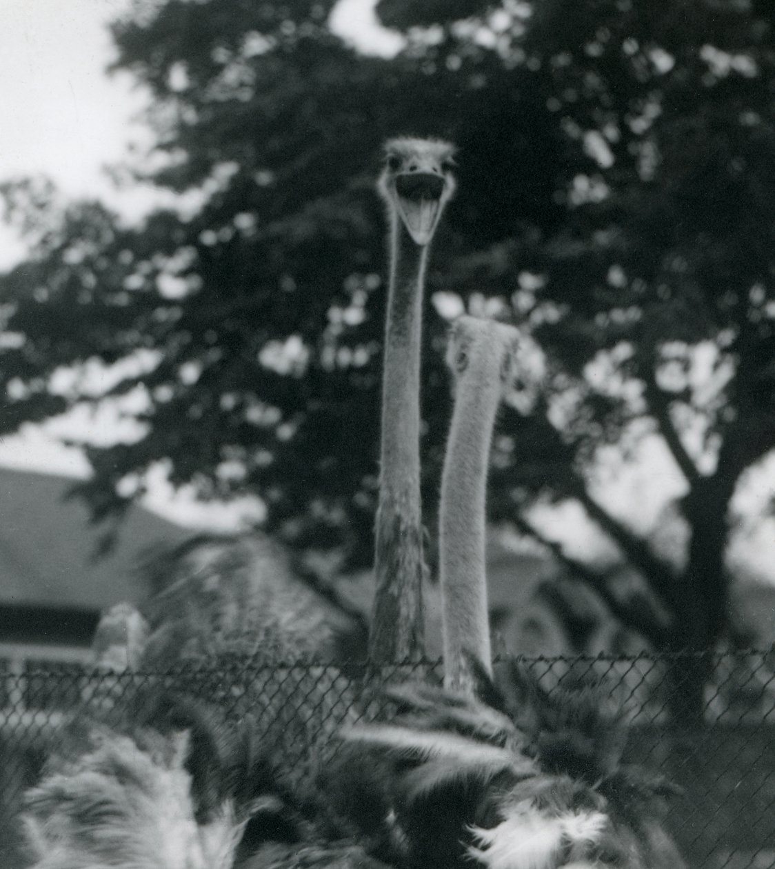 Twee struisvogels begroeten elkaar over een hek in de London Zoo, 1923 door Frederick William Bond