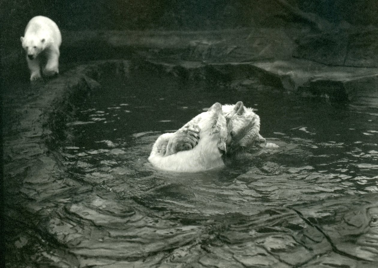 Twee IJsberen spelen in hun zwembad terwijl een andere voorbij loopt, London Zoo door Frederick William Bond
