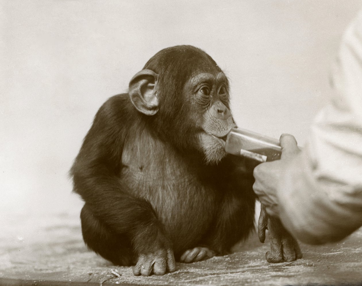 Jonge chimpansee 