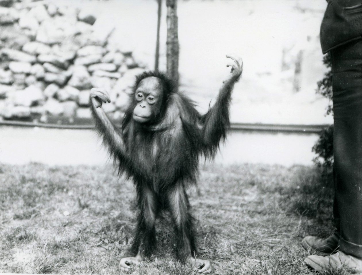 Jonge orang-oetan in de dierentuin van Londen, juni 1915 door Frederick William Bond