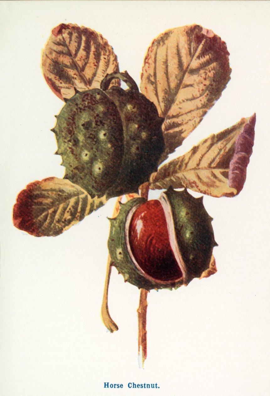  door Frederick Edward Hulme