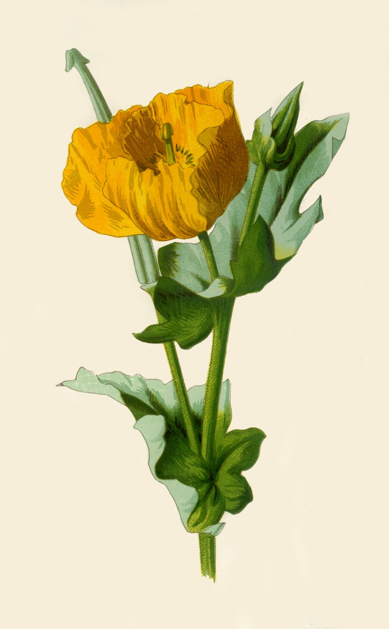 Gele Gehoornde Papaver door Frederick Edward Hulme