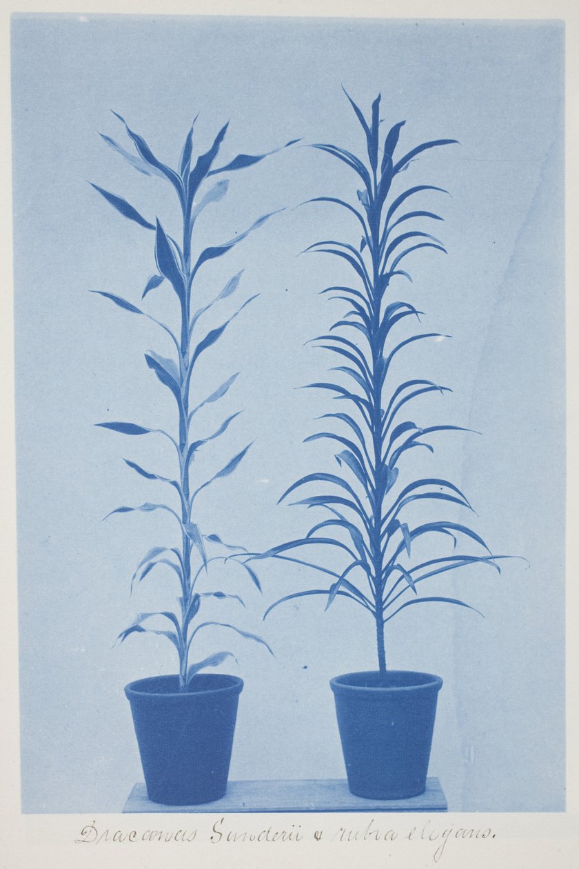 Draconas Sunderii et rubia elogans, eind 19e–begin 20e eeuw (cyanotype op crèmekleurig papier) door Frederick K. Coulson