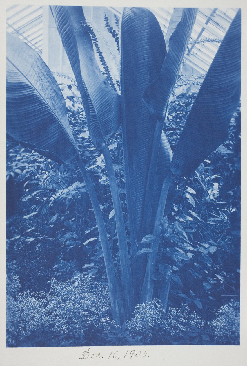 Zonder titel, 10 december door Frederick K. Coulson