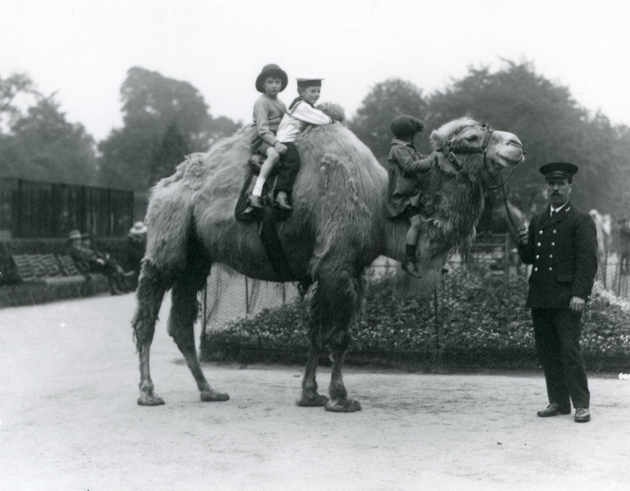 Een Bactrische kameelrit met verzorger Harry Warwick in de Londense dierentuin, juni 1924 door Frederick William Bond