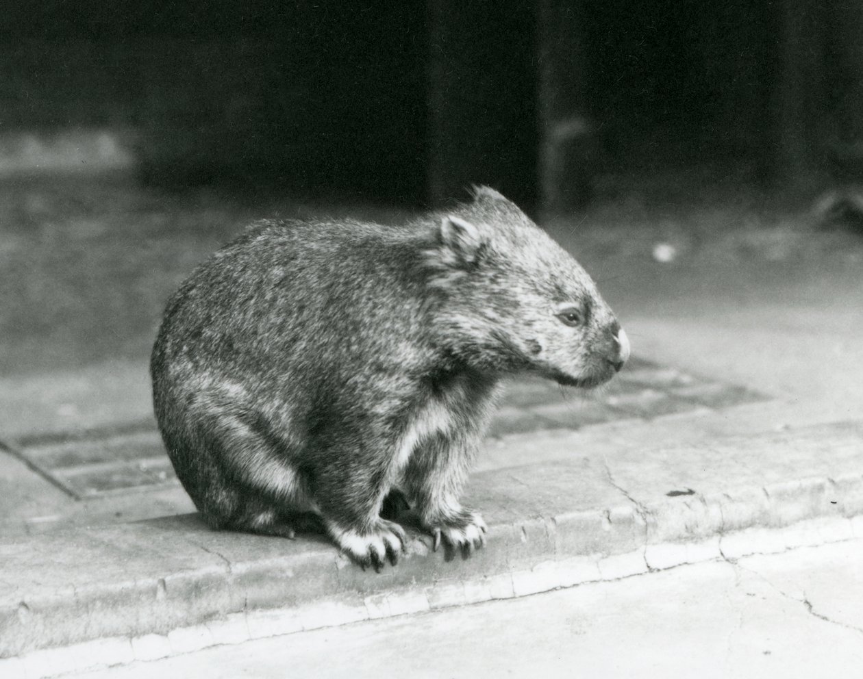 Een kaalneus/gewone/grofharige wombat zittend op de grond in de London Zoo in 1929 door Frederick William Bond