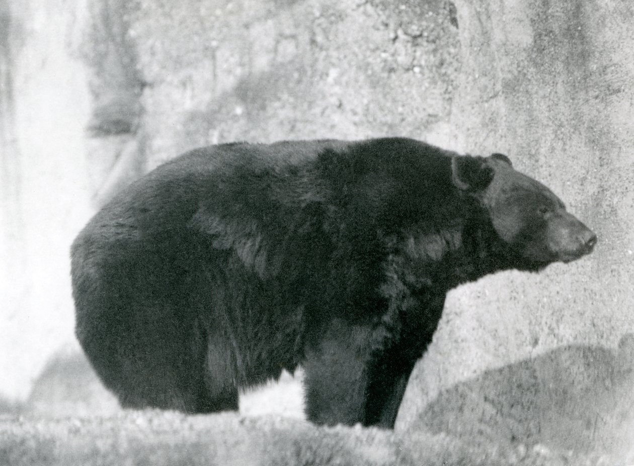 Een zwarte beer staand in zijn omheining, op de Mappin Terraces, in London Zoo in 1924 door Frederick William Bond