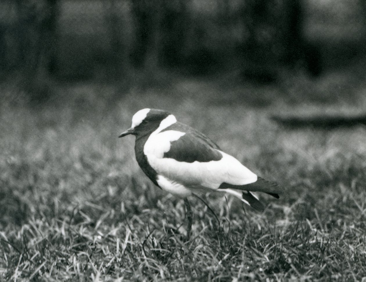 Een Smidkievit staand op gras in de London Zoo, augustus 1927 door Frederick William Bond
