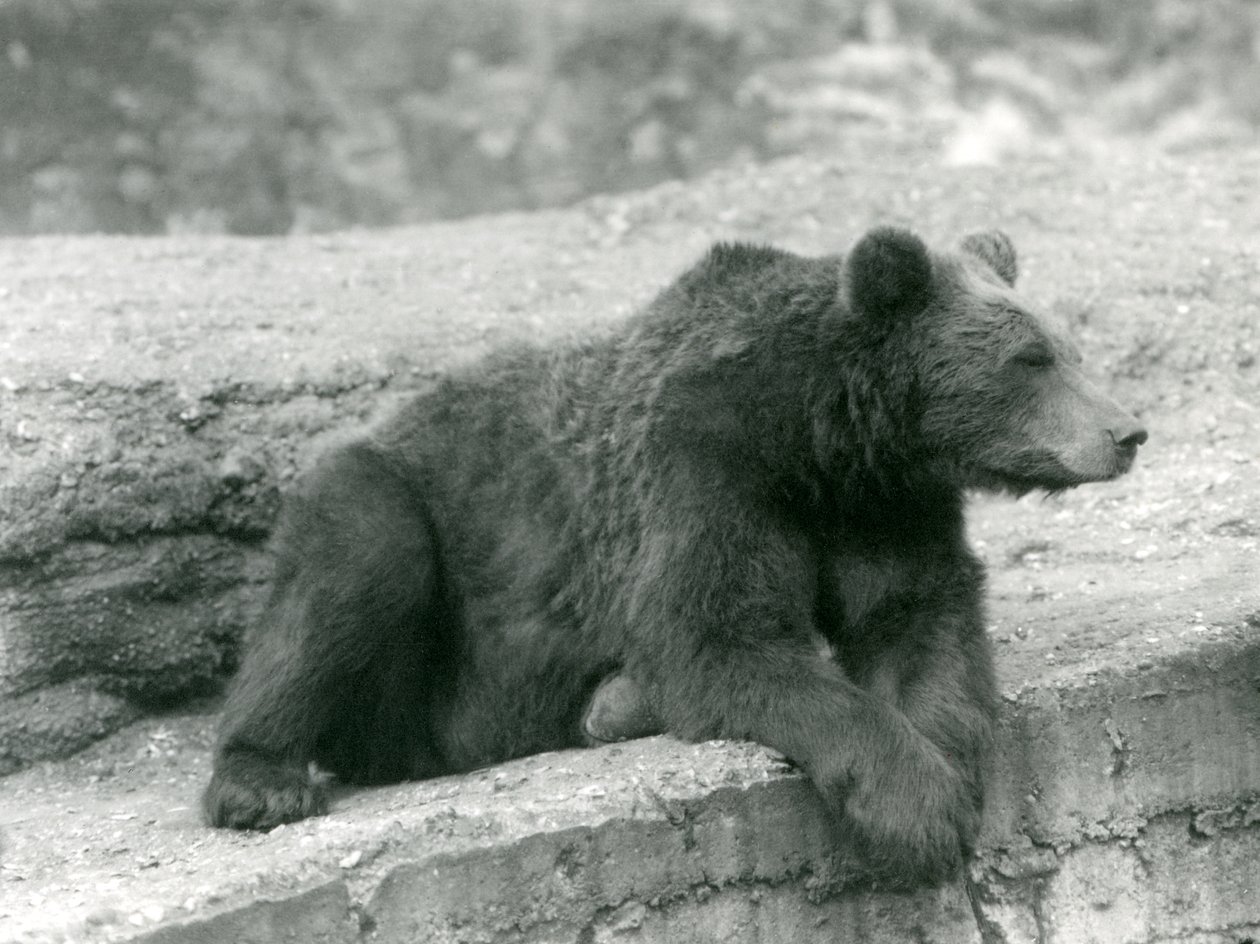 Een Bruine Beer rustend op een richel in London Zoo door Frederick William Bond