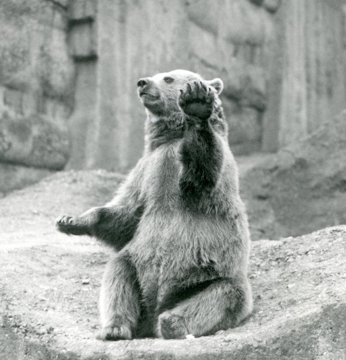 Een Bruine Beer zittend op een rotsachtige richel, zwaaiend met een van zijn voorpoten, London Zoo, september 1927 door Frederick William Bond