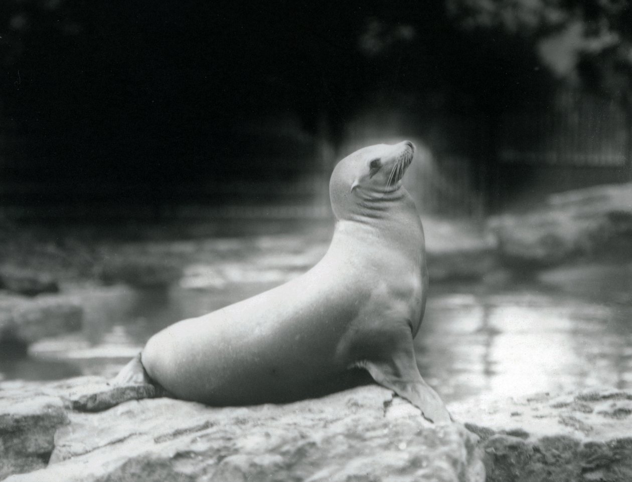 Een Californische zeeleeuw zittend op een rots naast haar zwembad, London Zoo, september 1925 door Frederick William Bond