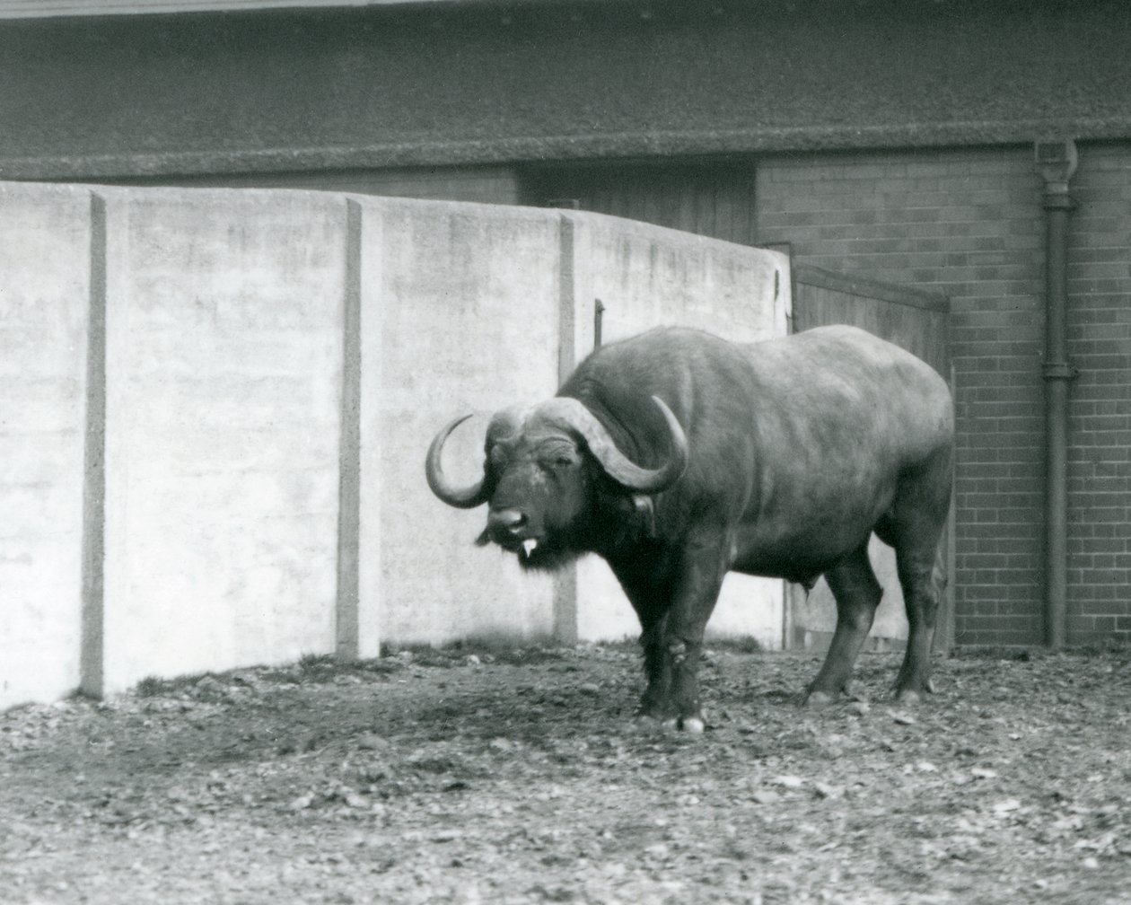 Een Kaapse buffelstier staand op kale grond, naast de betonnen muur van zijn verblijf in de London Zoo in 1928 door Frederick William Bond