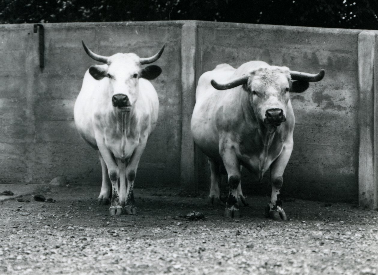 Een Chartley stier en koe in de London Zoo door Frederick William Bond