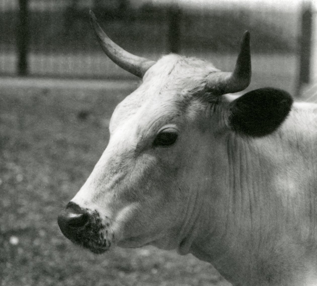 Een Chartley Koe in London Zoo, juli 1924 door Frederick William Bond