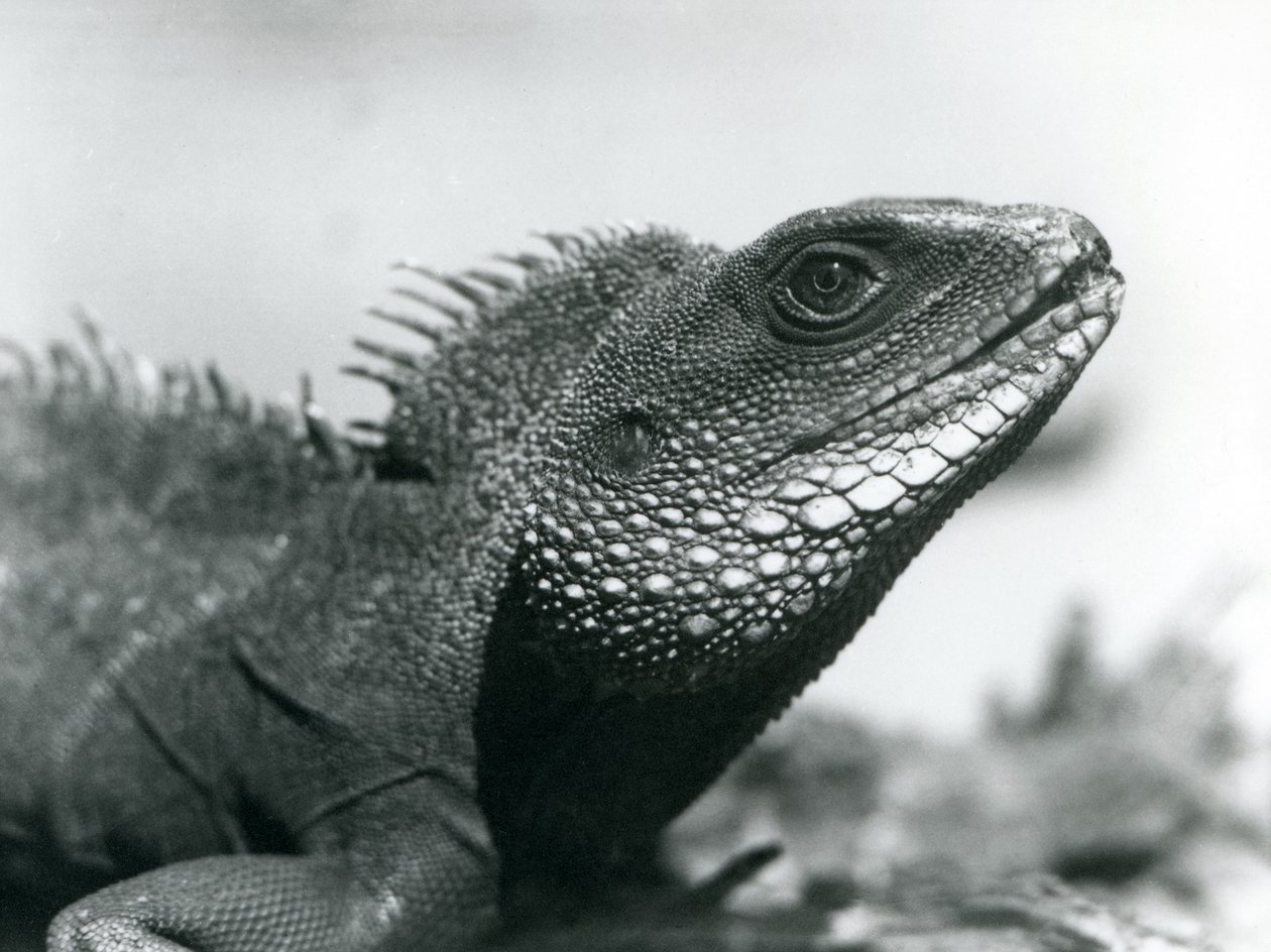Een Chinese/Aziatische/Thaise/Groene Waterdraak in de London Zoo in augustus 1928 door Frederick William Bond