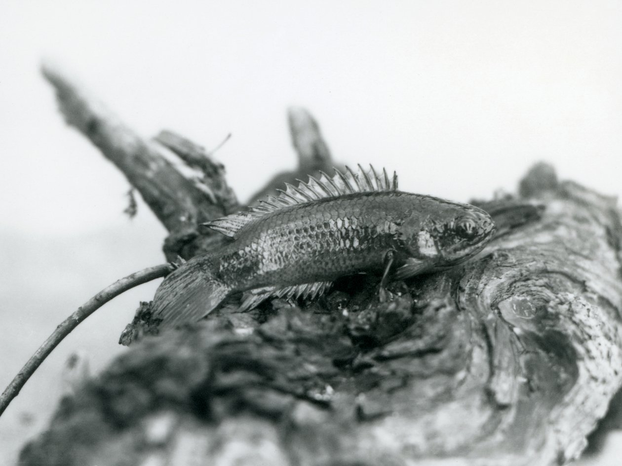 Een Klimbaars rustend op een dode tak, uit het water in London Zoo in september 1928 door Frederick William Bond