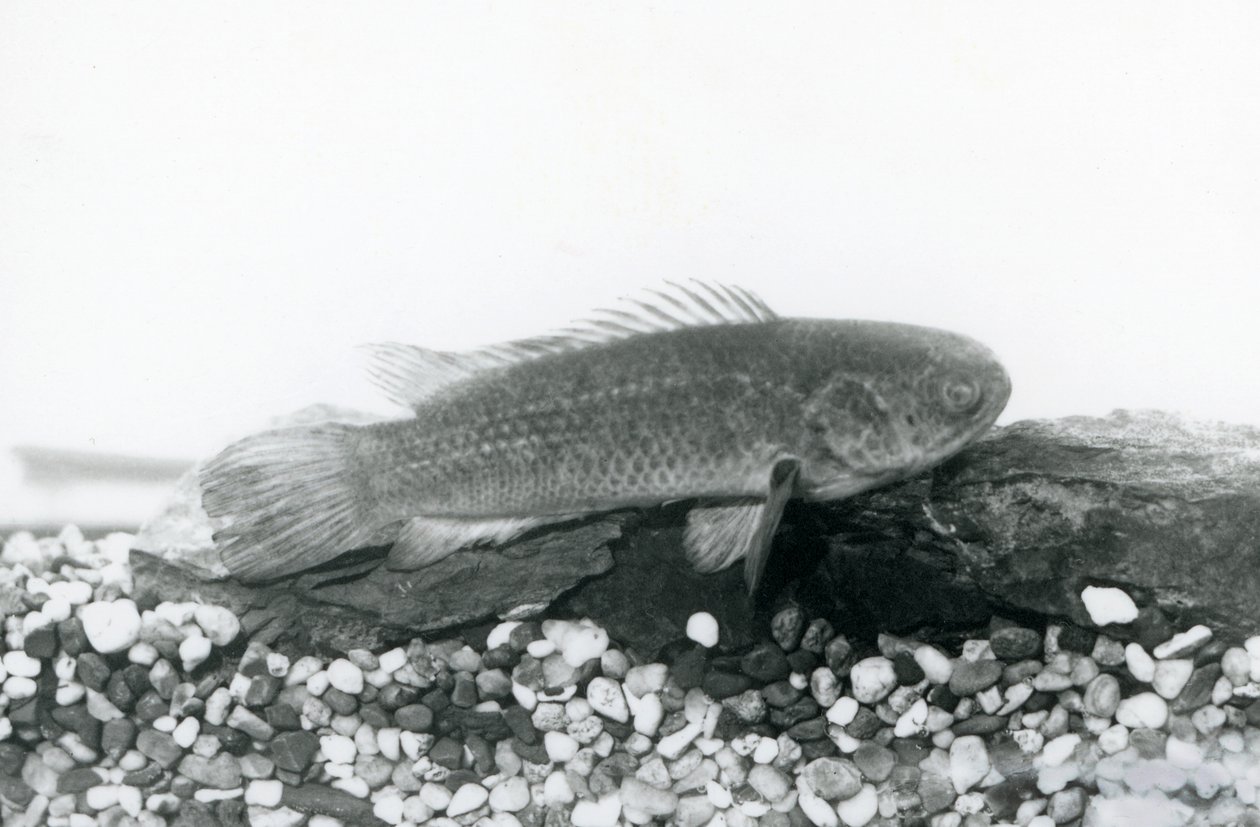 Een Klimbaars rustend op rotsen en grind op de bodem van zijn tank, in water in London Zoo in september 1928 door Frederick William Bond