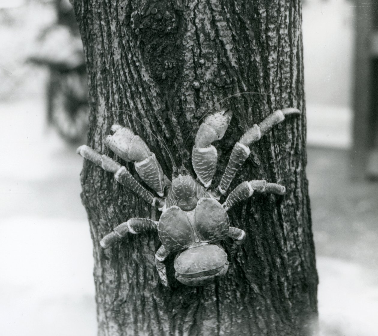 Een kokosnootkrab klimmend in een boom, London Zoo, 1927 door Frederick William Bond