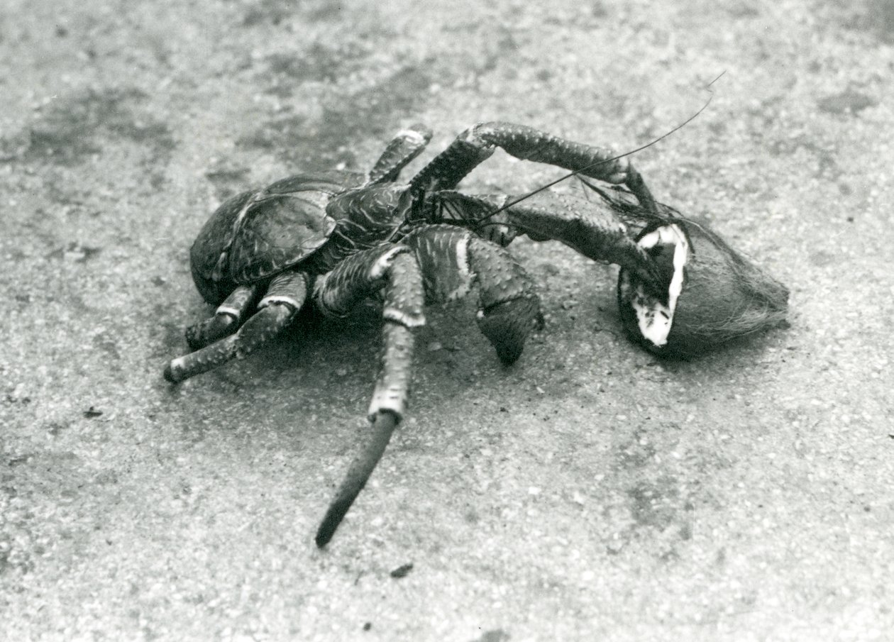 Een kokoskrab, of dievenkrab, etend van een kokosnoot, London Zoo, juli 1927 door Frederick William Bond