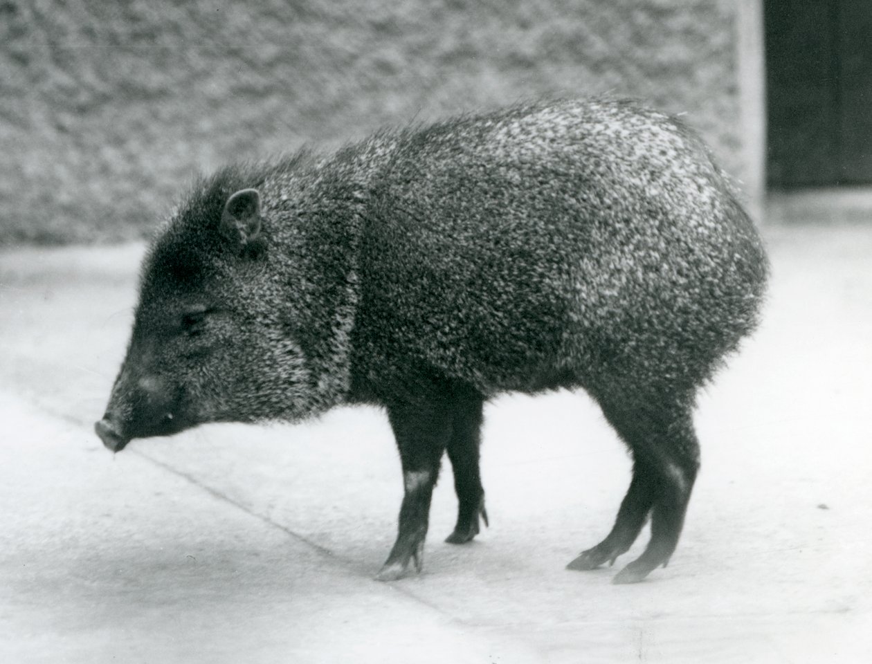 Een kraagpekari in de London Zoo, 1927 door Frederick William Bond