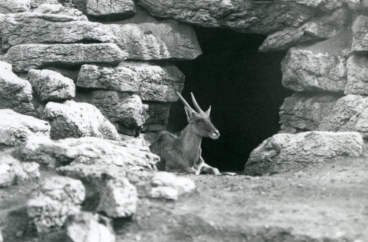 Een gewone eland rustend bij de ingang van zijn schuilplaats tussen de rotsen in de Eland/Antilope weide, London Zoo in 1929 (zwart-wit foto) door Frederick William Bond