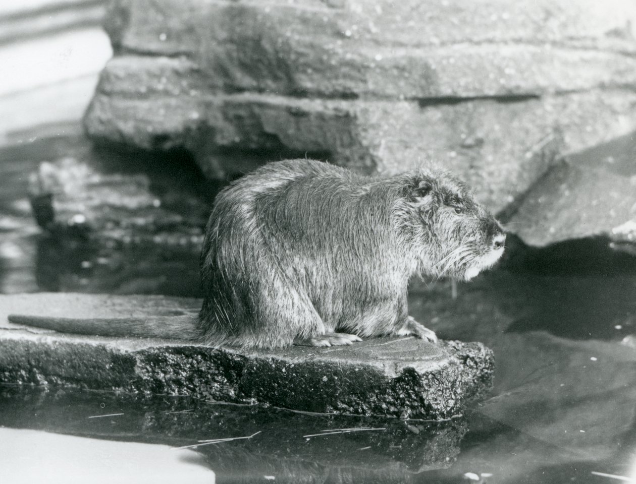 Een beverrat zittend op een rotsrichel in een poel in zijn verblijf in London Zoo, februari 1928 (zwart-wit foto) door Frederick William Bond