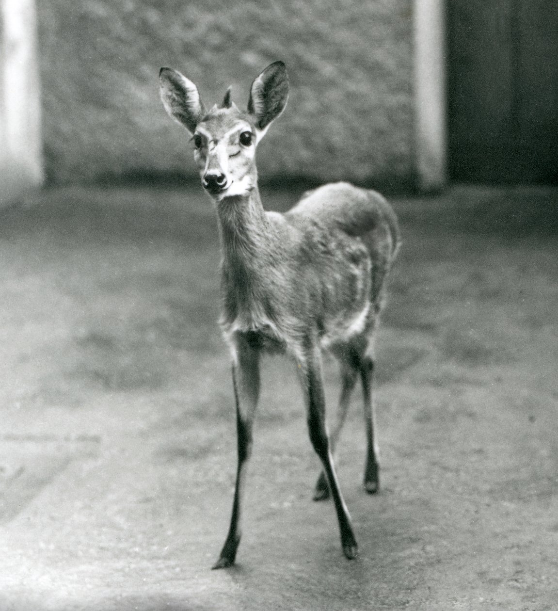 Een Gekroonde Sahel West-Afrikaanse Bosduiker in de London Zoo in augustus 1927 door Frederick William Bond