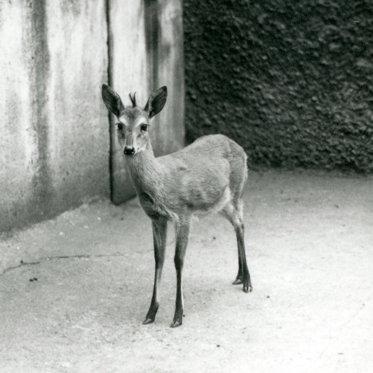 Een Gekroonde Sahel West-Afrikaanse Bosduiker in de London Zoo in augustus 1927 door Frederick William Bond