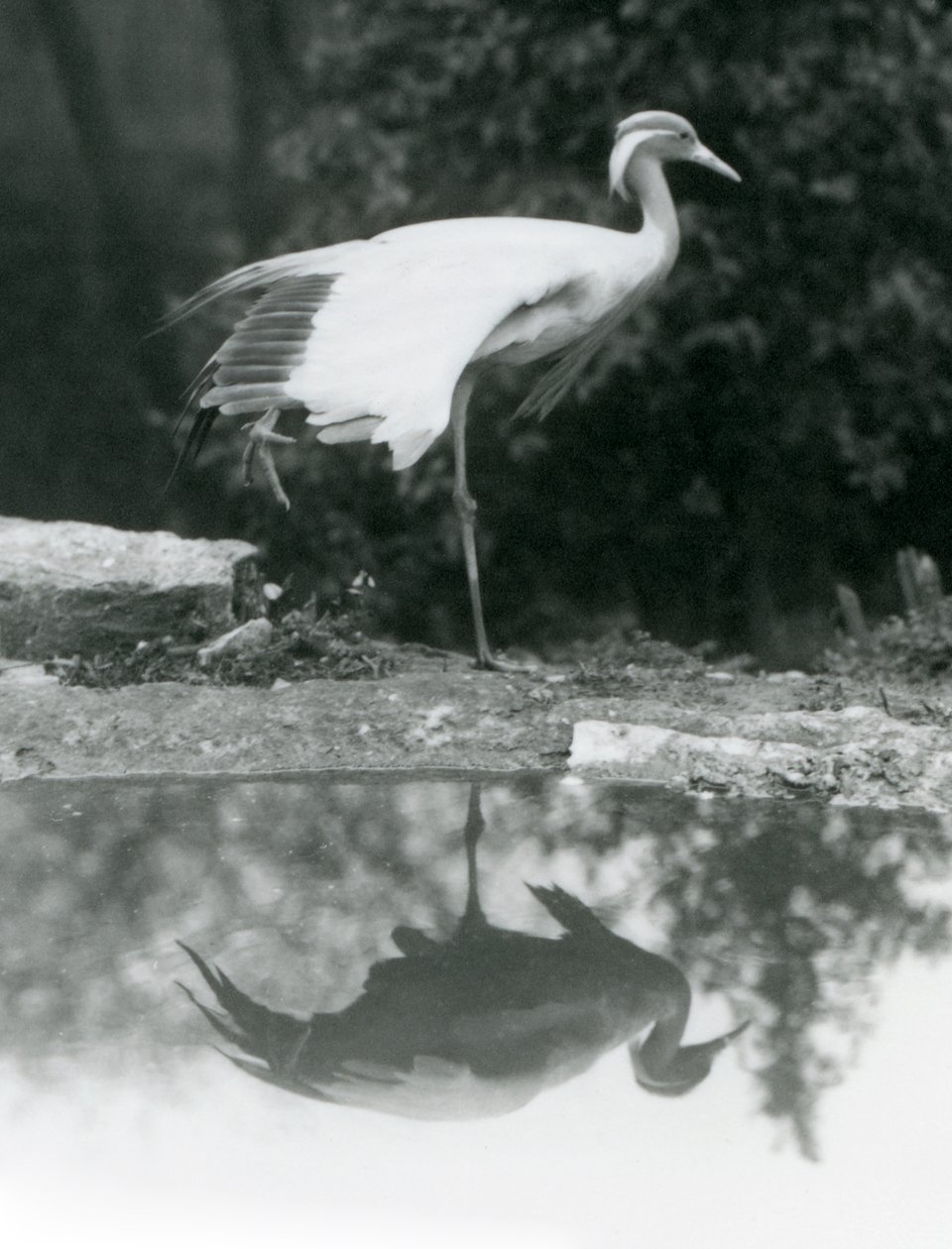 Een Demoiselle Kraanvogel staand op één poot, met zijn spiegelachtige reflectie in de poel eronder, London Zoo door Frederick William Bond
