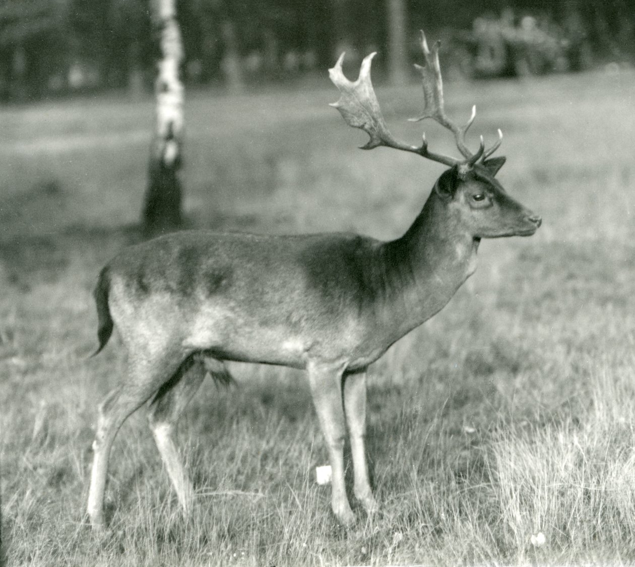 Een damhertbok in London Zoo in oktober 1924 door Frederick William Bond