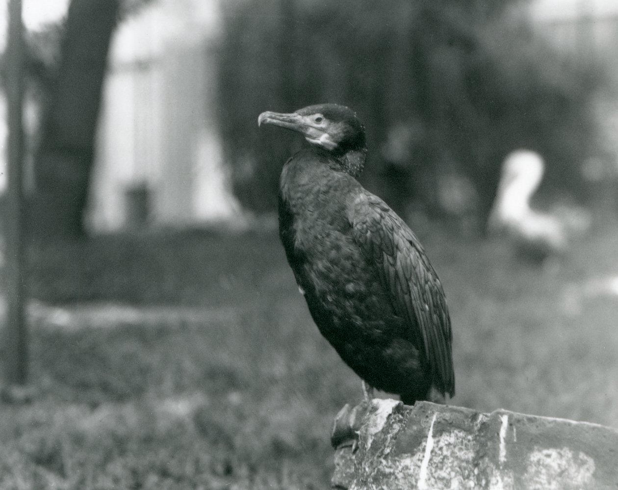 Een Aalscholver in de Londense Zoo in september 1927 door Frederick William Bond