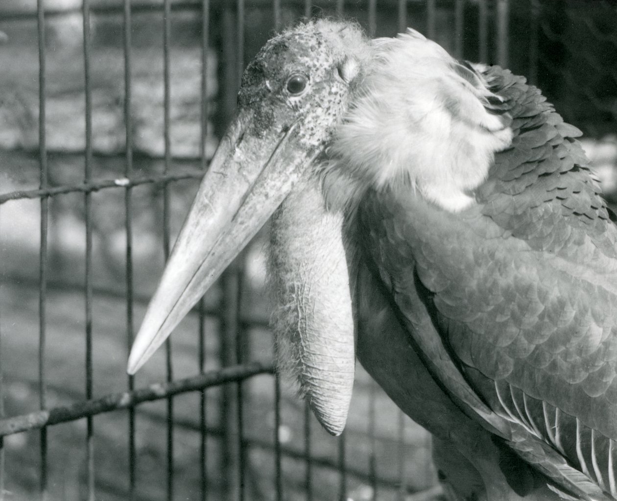 Een Grote Adjutant Ooievaar in de London Zoo in juli 1925 door Frederick William Bond