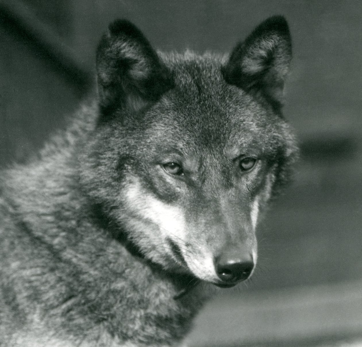 Een grijze wolf in de London Zoo, 1925 door Frederick William Bond