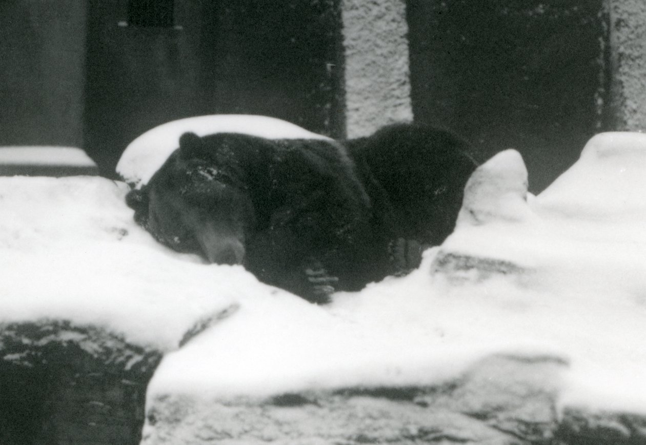 Een grizzlybeer slapend in de sneeuw, London Zoo, 1924 door Frederick William Bond