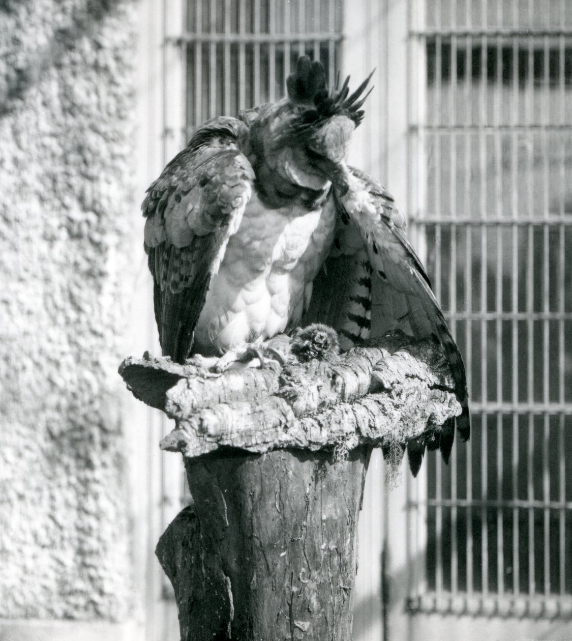 Een harpijarend in de dierentuin van Londen, april 1914 door Frederick William Bond