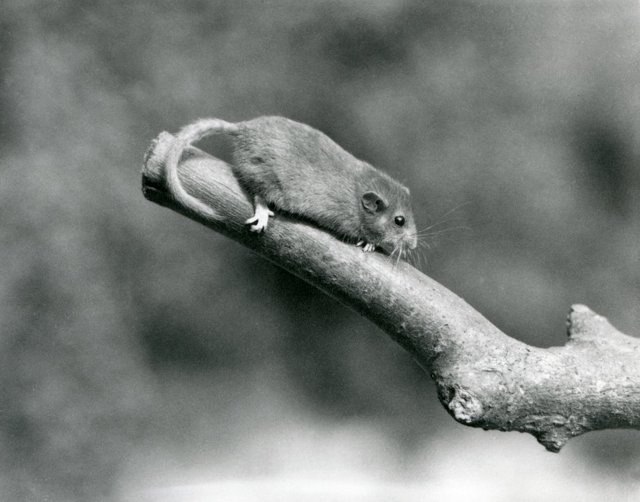 Een hazelmuis op een tak, London Zoo door Frederick William Bond