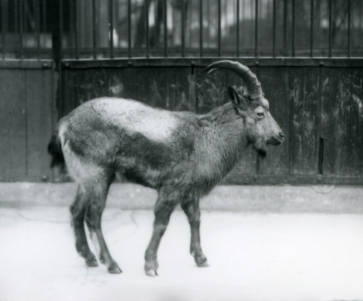 Een Himalaya ibex in de London Zoo, 1927 door Frederick William Bond