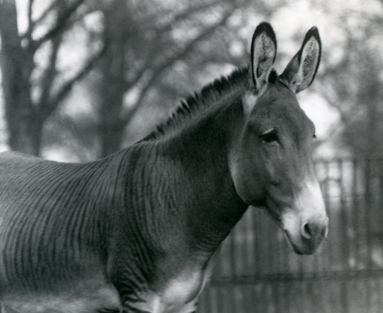 Een hybride zebra in de London Zoo in juli 1924 door Frederick William Bond