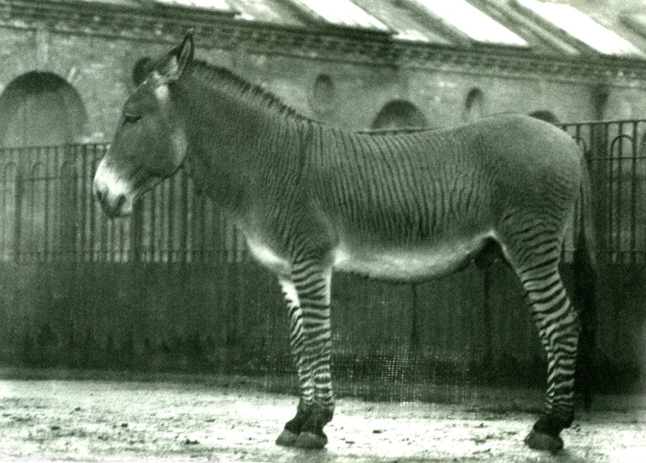 Een Hybride Zebra in zijn verblijf in de London Zoo, 1924 door Frederick William Bond
