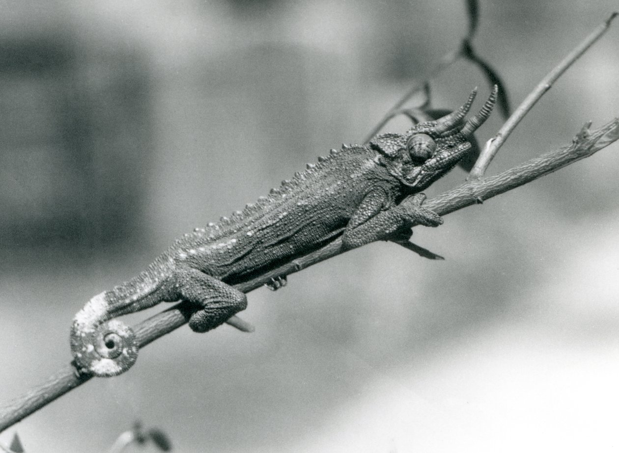 Een Jacksons kameleon die zich vasthoudt aan een tak, London Zoo, augustus 1926 door Frederick William Bond