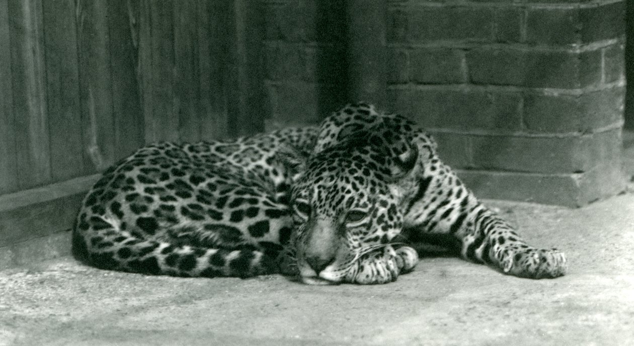 Een jaguar rustend in de Londense dierentuin in juni 1924 door Frederick William Bond